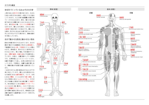 カラダの構造 骨格 筋肉2027 | ヨガ手帳2027